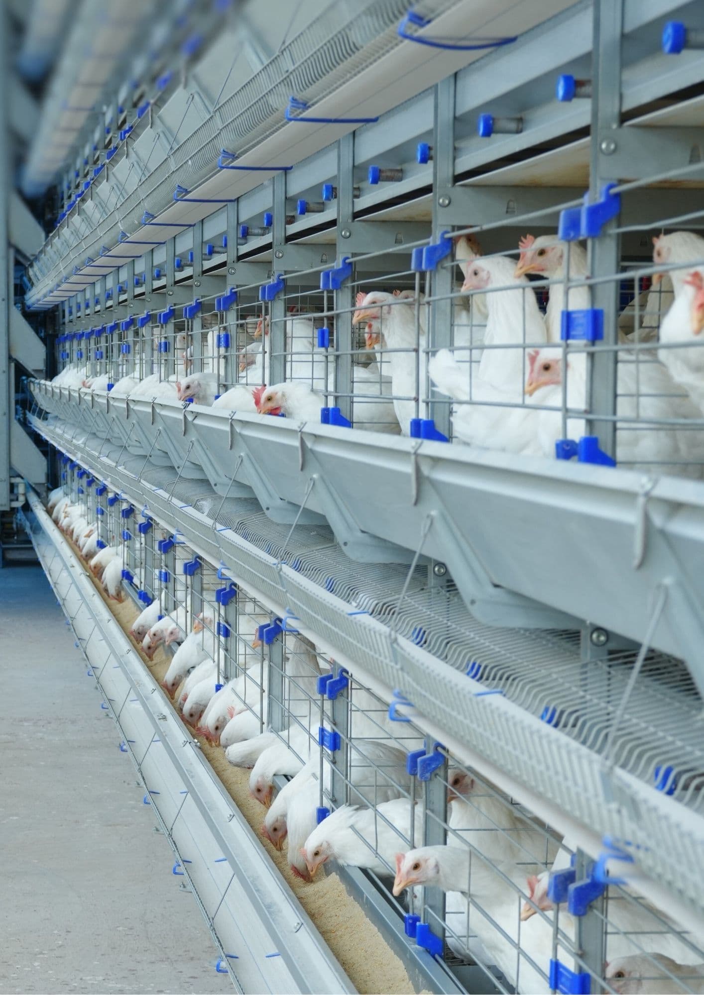 BROILER POULTRY SYSTEMS
