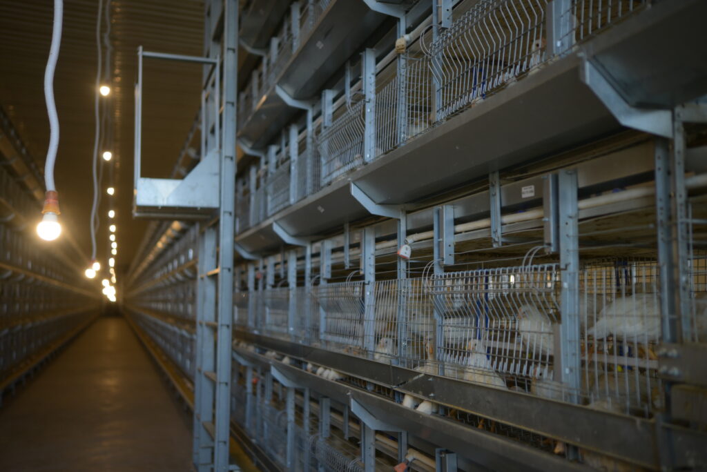 Revolutionizing Poultry Farming with Advanced Environmental Control Systems