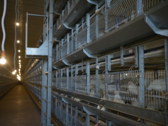 Revolutionizing Poultry Farming with Advanced Environmental Control Systems