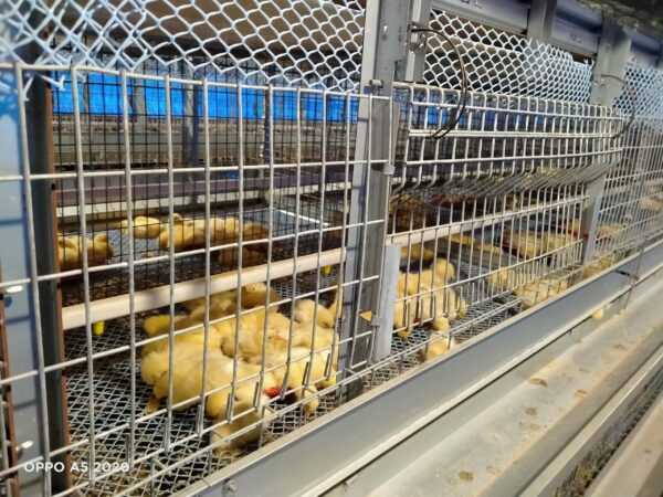 H-Type Layer Pullet Cages - Image 8