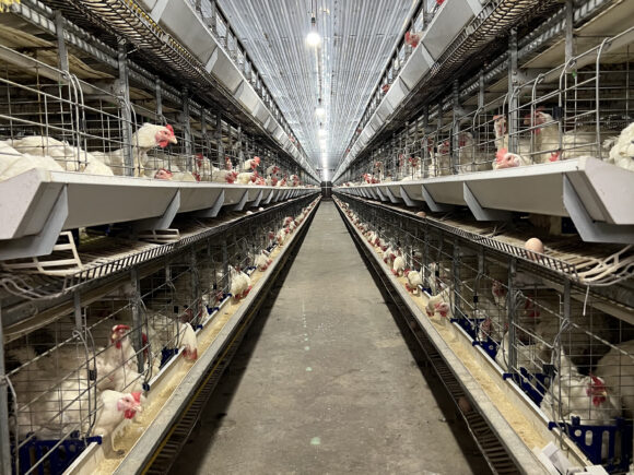 Automatic Feeder Systems for Poultry Farming: Enhancing Efficiency and Productivity