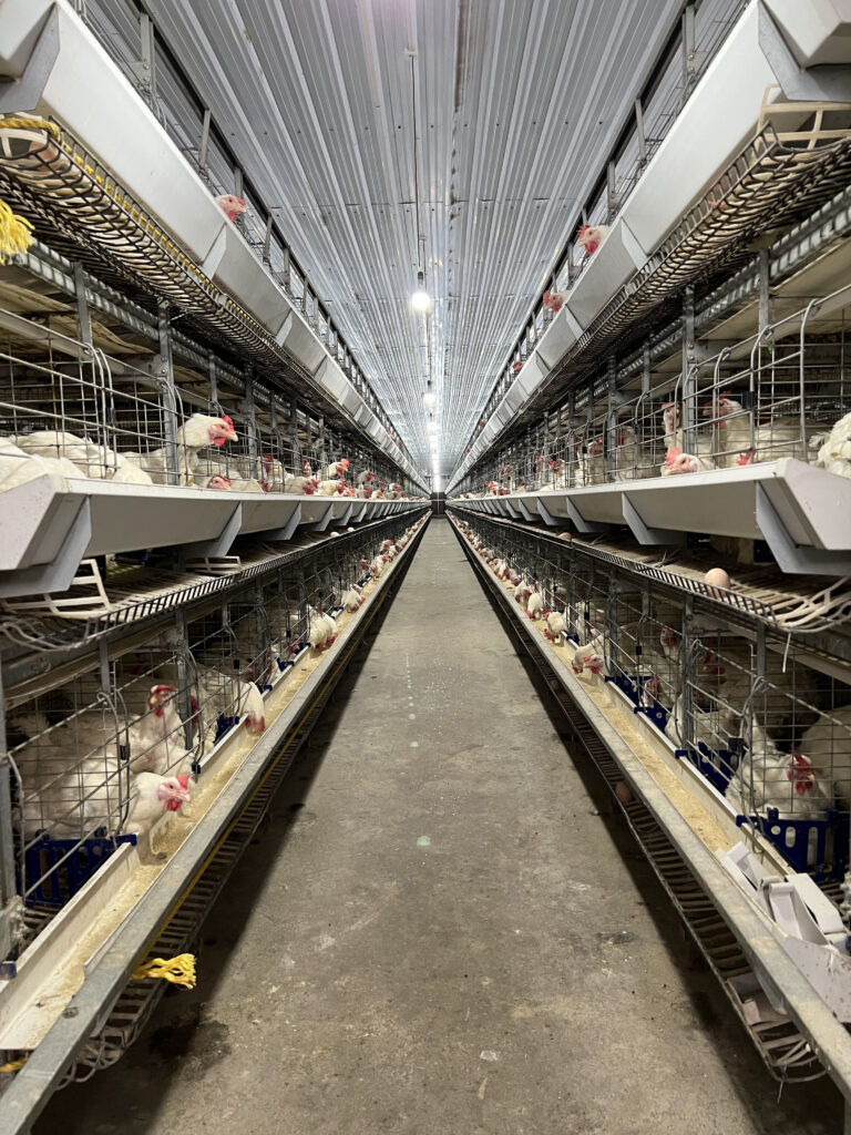 Automatic Feeder Systems for Poultry Farming: Enhancing Efficiency and Productivity