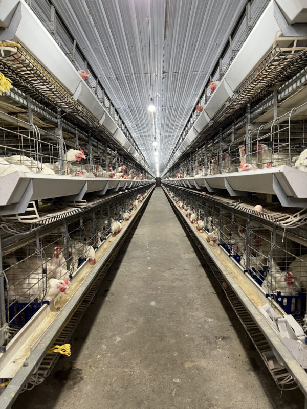H-Type Breeder Cages