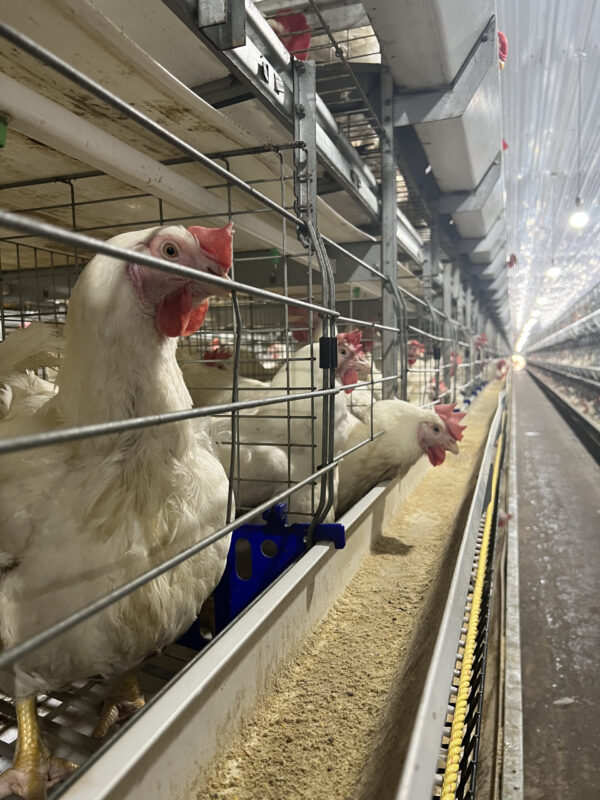 H-Type Breeder Cages - Image 2