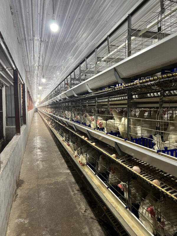 H-Type Breeder Cages - Image 3