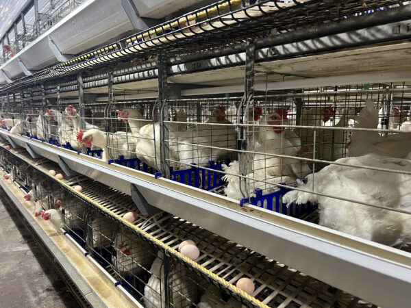 H-Type Breeder Cages - Image 4