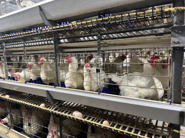 H-Type Breeder Cages - Image 5