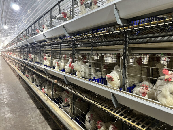H-Type Breeder Cages - Image 6