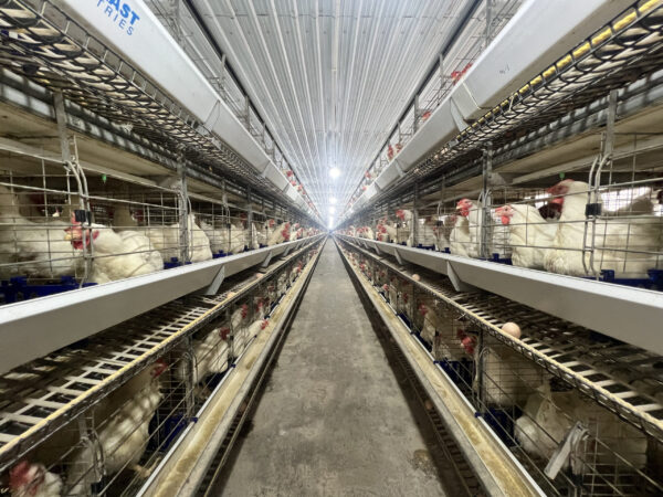 H-Type Breeder Cages - Image 7