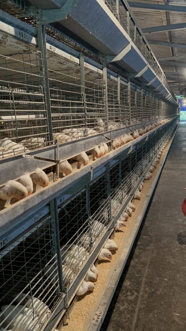 H-Type Breeder Pullet Cages